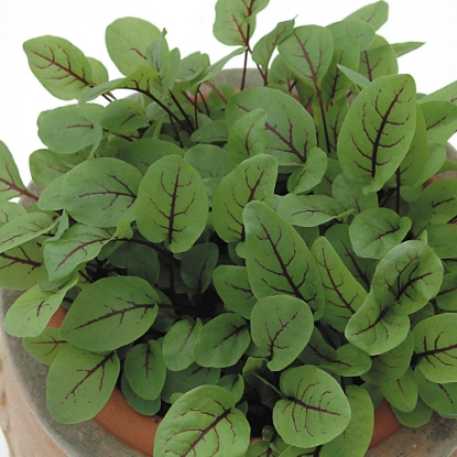 Picture of Sorrel, Red Veined